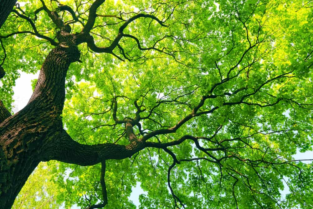         Description: An image of a nourishing tree with green leaves.