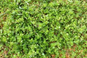 Close-up of dense green ground cover plants with small leaves, typical of the weeds found in common areas throughout Tarrant County.