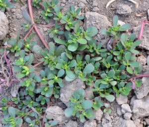 Close-up view of green purslane weeds with small leaves growing in cracked, dry soil-a common sight in Tarrant County, TX pest identification.