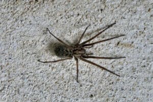 A brown spider with long legs, common among spiders in North Texas, is on a rough, light-colored textured wall.