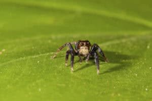A close-up of a black and brown jumping spider, one of the common spiders in North Texas, standing on a green leaf with the background blurred.