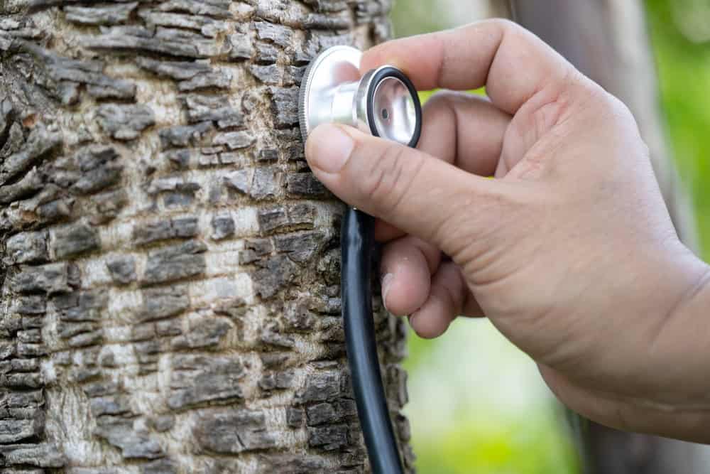 A hand holds a stethoscope to the bark of a tree, surrounded by lush green foliage. This unique approach to tree care in University Park underscores the importance of maintaining healthy trees in an urban landscape.