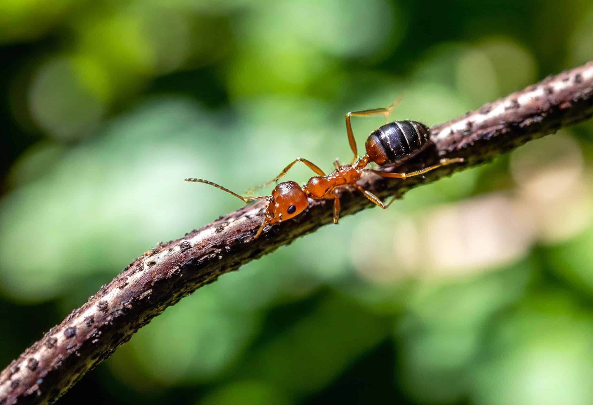 Close-up of a red and black ant walking along a thin, textured branch with a blurred green background-great for Common Tarrant County, TX Pest Identification and learning more about ants.