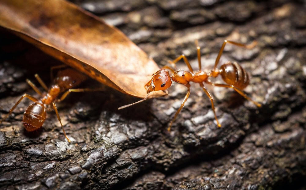 Close-up of two reddish-brown ants, a common Tarrant County, TX pest identification, crawling on rough bark with one ant near the edge of a brown leaf.