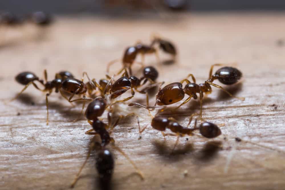 Close-up of a group of small brown ants clustered together on a smooth, light-colored surface. Ideal for TX Pest Identification or learning about Ants | Common Tarrant County.