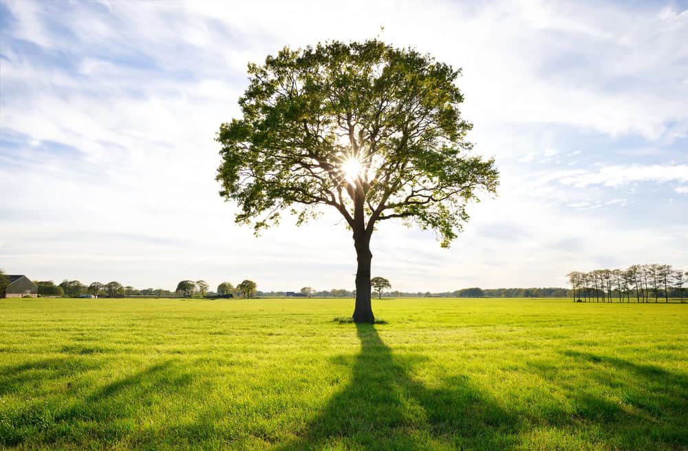 A single tree stands in the middle of a green field with sunlight streaming through its branches, casting a long shadow on the grass—an inspiring scene perfect for a Blog Post Template background.