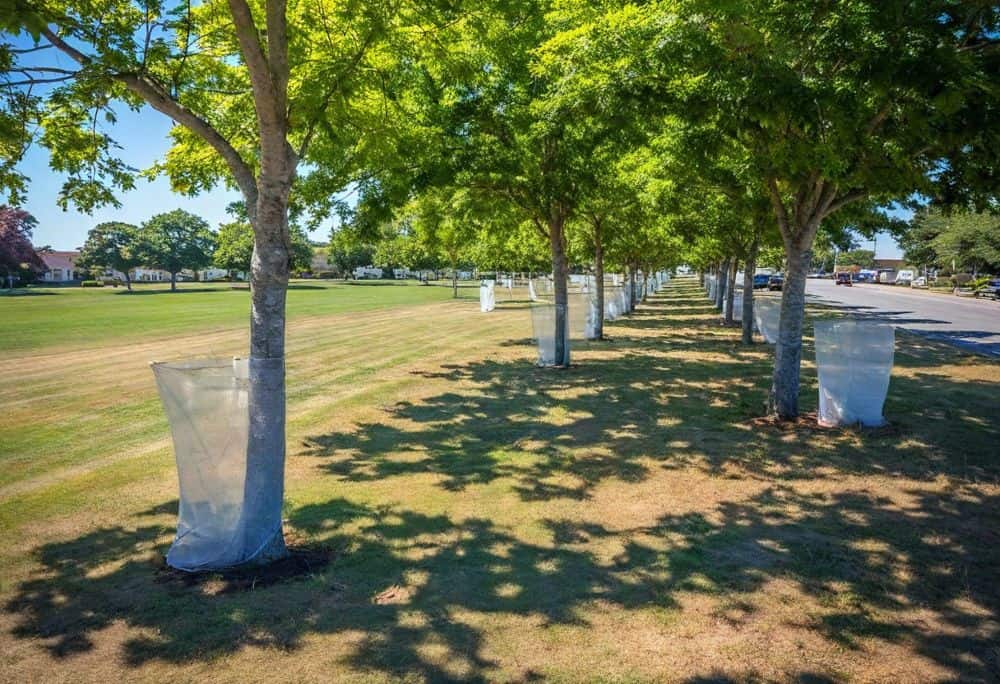 A row of trees lines a grassy park in Texas, each tree trunk partially wrapped in translucent tree insect barriers. Sunlight casts shadows on the ground, highlighting the warmth of summer.