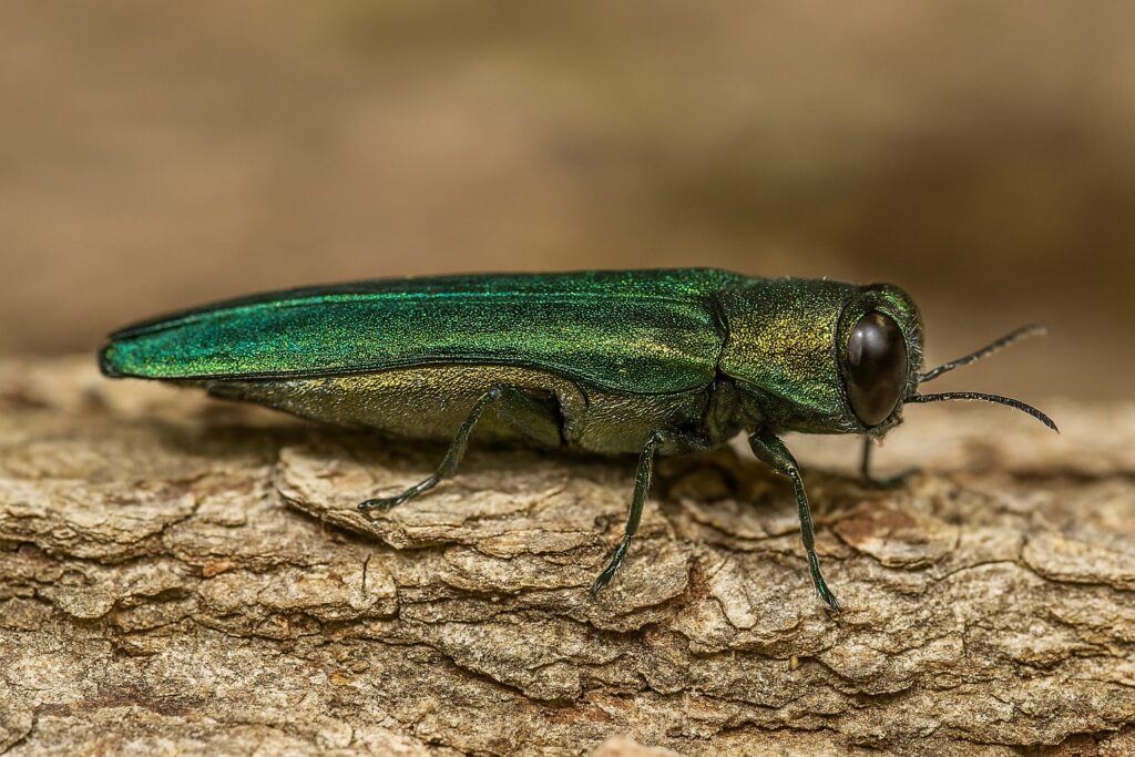 A close-up of a metallic green Emerald Ash Borer beetle, likely photographed in Tarrant County, TX, resting on a piece of rough tree bark.
