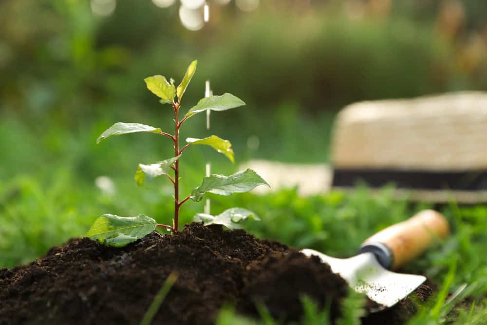 A young green plant growing in soil outdoors hints at the promise of Fall Tree Planting in North Texas, with a small garden trowel and a straw hat softly blurred in the background.