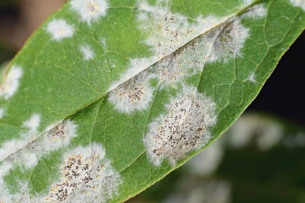 A green leaf with patches of white, powdery mildew fungus and some dark spots, showing signs of plant disease common in North Texas.