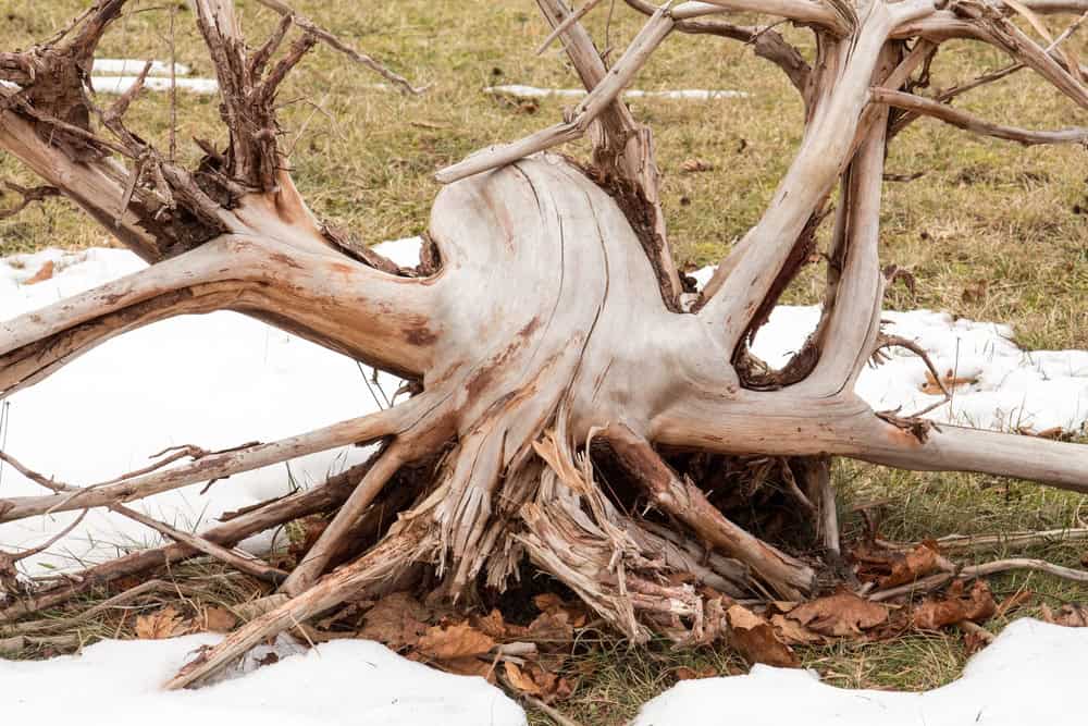 A weathered tree stump with exposed roots sits on partly snow-covered ground, surrounded by dry leaves and grass—perfect inspiration for a nature-themed blog post or template.