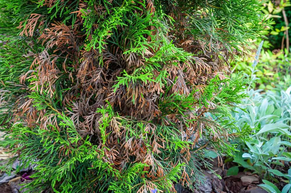 Close-up of an evergreen shrub with brown, dried branches among healthy green foliage—this image is perfect for a blog post or template discussing plant disease or drought stress.
