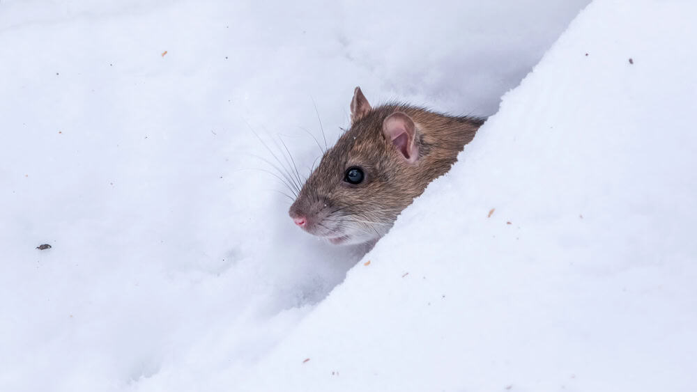 A brown rat emerging from a hole in the snow, with its head and upper body visible against the white background—a reminder for businesses to stay on top of lawn care, even during winter.