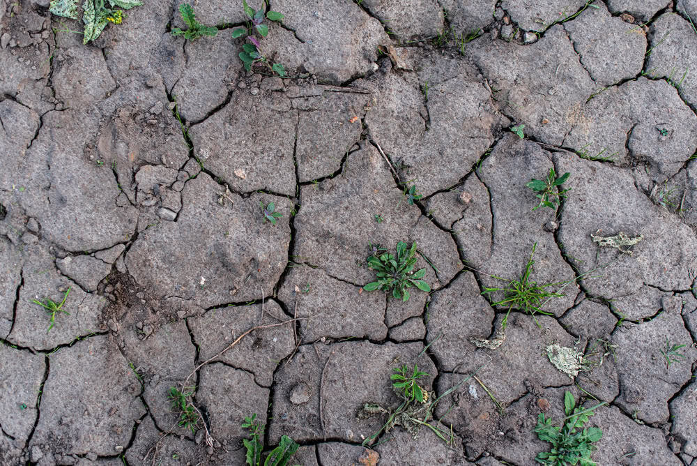 Dry, cracked soil with small patches of green weeds and grass growing in the gaps—a perfect template for a Blog Post on resilience in challenging environments.