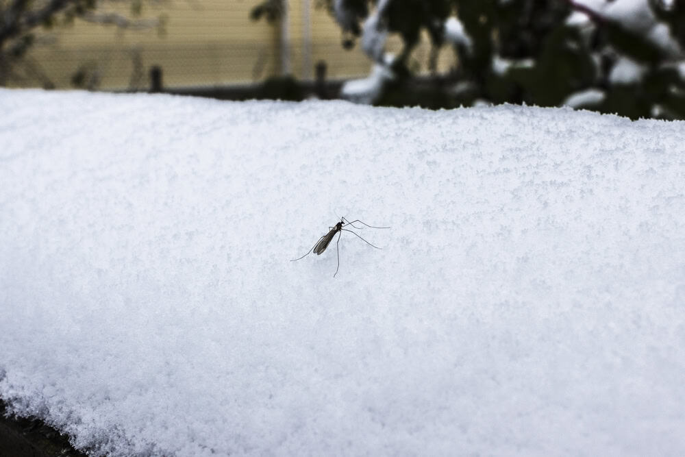 A mosquito stands on a thick layer of undisturbed snow, raising the question: do pests die in winter, or do they simply endure until warmer days return? Blurred trees and a building form the background.