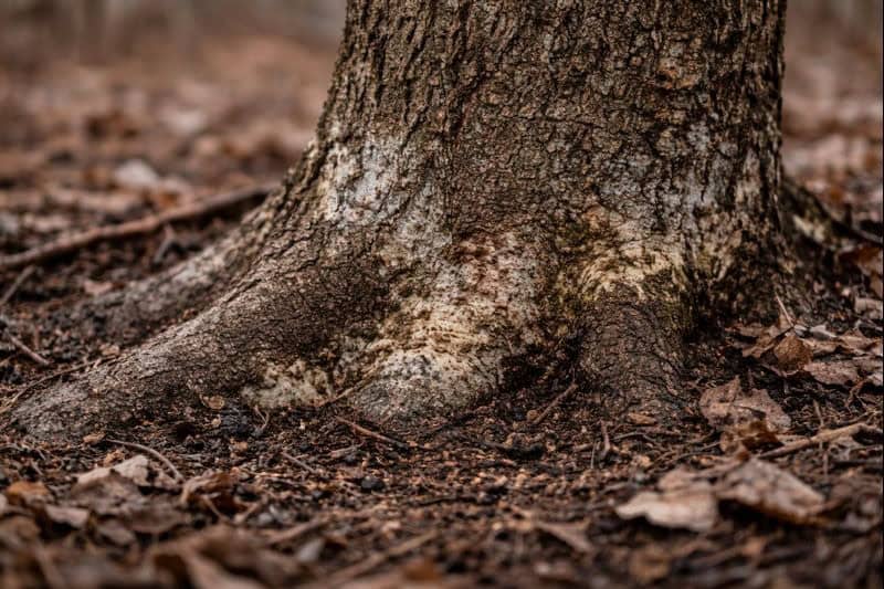 Close-up of a tree trunk base with roots extending into the soil, surrounded by brown fallen leaves and forest floor debris—ideal inspiration for businesses focusing on lawn care or looking to schedule seasonal maintenance.
