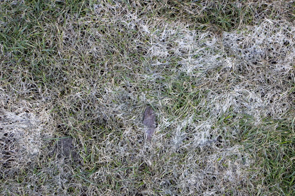 Close-up of a lawn with patches of green and brown grass, showing areas of white mold or fungus growth—common signs of lawn diseases Texas homeowners face, including fairy rings lawn disease.