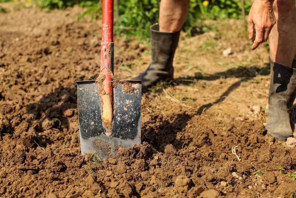 A person wearing boots stands in a garden, digging tough North Texas clay soil with a red-handled shovel.