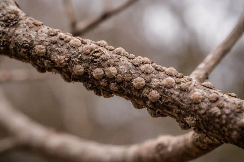 Close-up of a tree branch infested with scale insects Texas, showing numerous round, brown bumps on the bark caused by these common shrub and tree pests Texas.